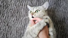 Od lásky kousnutí je jen krůček: skryté důvody, proč kočka nejprve olizuje a pak zaútočí