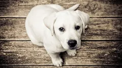 7 plemen, která se lidé snaží nepořizovat: v čem je jejich nevýhoda?