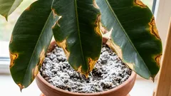 Jak rostlina signalizuje, že potřebuje pomoc při zasolení půdy. První příznaky