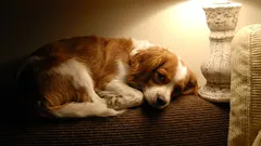 Je vhodné nechat rozsvícená světla, když je pes doma sám?