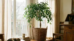 10 dlouhověkých pokojových rostlin, které si poradí s každodenním životem a dožívají se až desítek let