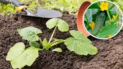 Kdy vysévat okurky do volné půdy: orientační bod – bříza a pampelišky