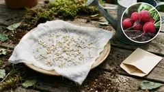 Takto vypěstujete pevnou ředkvičku: vyhněte se dutým a hořkým kořenům