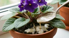  Jedna lžička pod kořen – a fialka bude kvést neustále: listy nebudou vidět za květy.