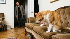 Vaše kočka vás nemá ráda: 5 signálů, které každý den přehlížíte