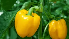  Co v žádném případě nesmíte sázet vedle papriky: nepřítel vaší úrody