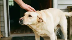 Jak správně hladit psa: 5 míst, kterým byste se měli nejprve vyhnout