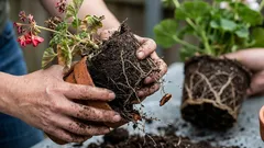 5 chyb při přesazování rostlin, které je ničí