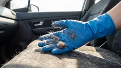 Chlupy a pachy po zvířatech zmizí beze stopy: rychlé způsoby čištění interiéru auta