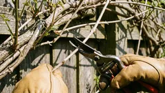 Rostliny, které je třeba v březnu prořezat, aby lépe kvetly.