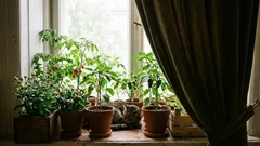 Kam zasadit sazenice lilků, aby neztratily poupata