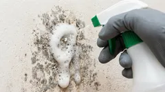 Jak rychle zbavit stěny plísně: poradíme vám, jaká domácí prostředky vám pomohou