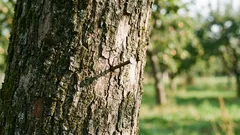Proč zatloukat hřebík do jabloně: prastarý rituál, který lze vědecky vysvětlit