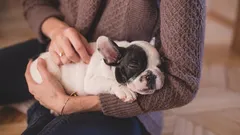 7 známek toho, že jste zodpovědný majitel psa